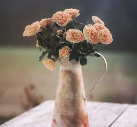 11月最美的早上好问候祝福短信句子，很漂亮的早安鲜花祝福图片